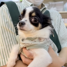 更新📷牛さんのような模様のチワワちゃん！