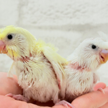 【最新画像更新🪄】個性的ふたご天使がやって来た🐣💖梵天セキセイインコ ヒナ