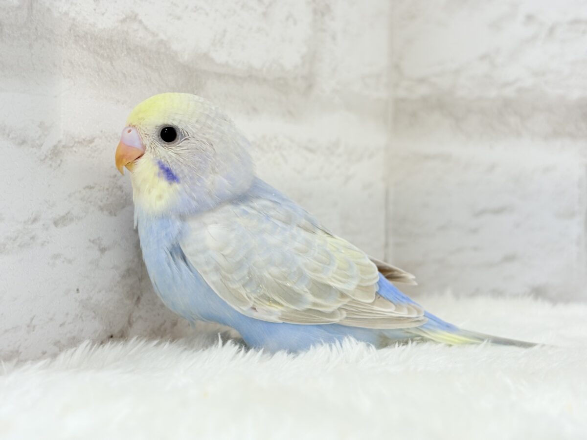 【最新画像更新🪄】透明感たっぷり🫧淡々パステルちゃん🐣🩵セキセイインコ(パステルレインボー) ヒナ セキセイインコ
