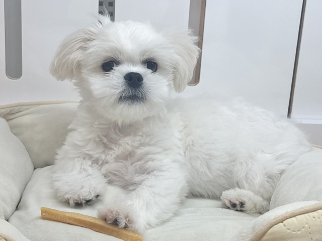 チワペキ（ペキチー、ペキチワ）