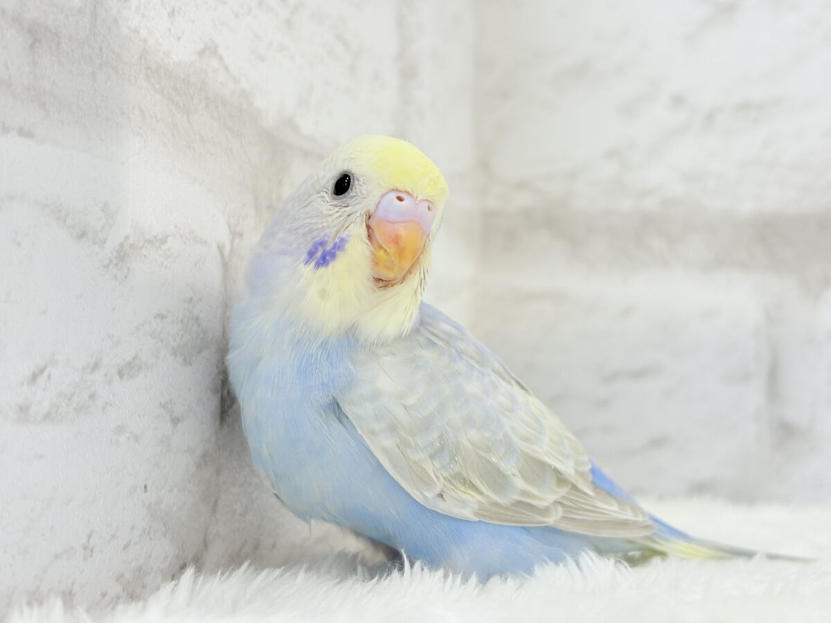 【最新画像更新🪄】透明感たっぷり🫧淡々パステルちゃん🐣🩵セキセイインコ(パステルレインボー) ヒナ セキセイインコ