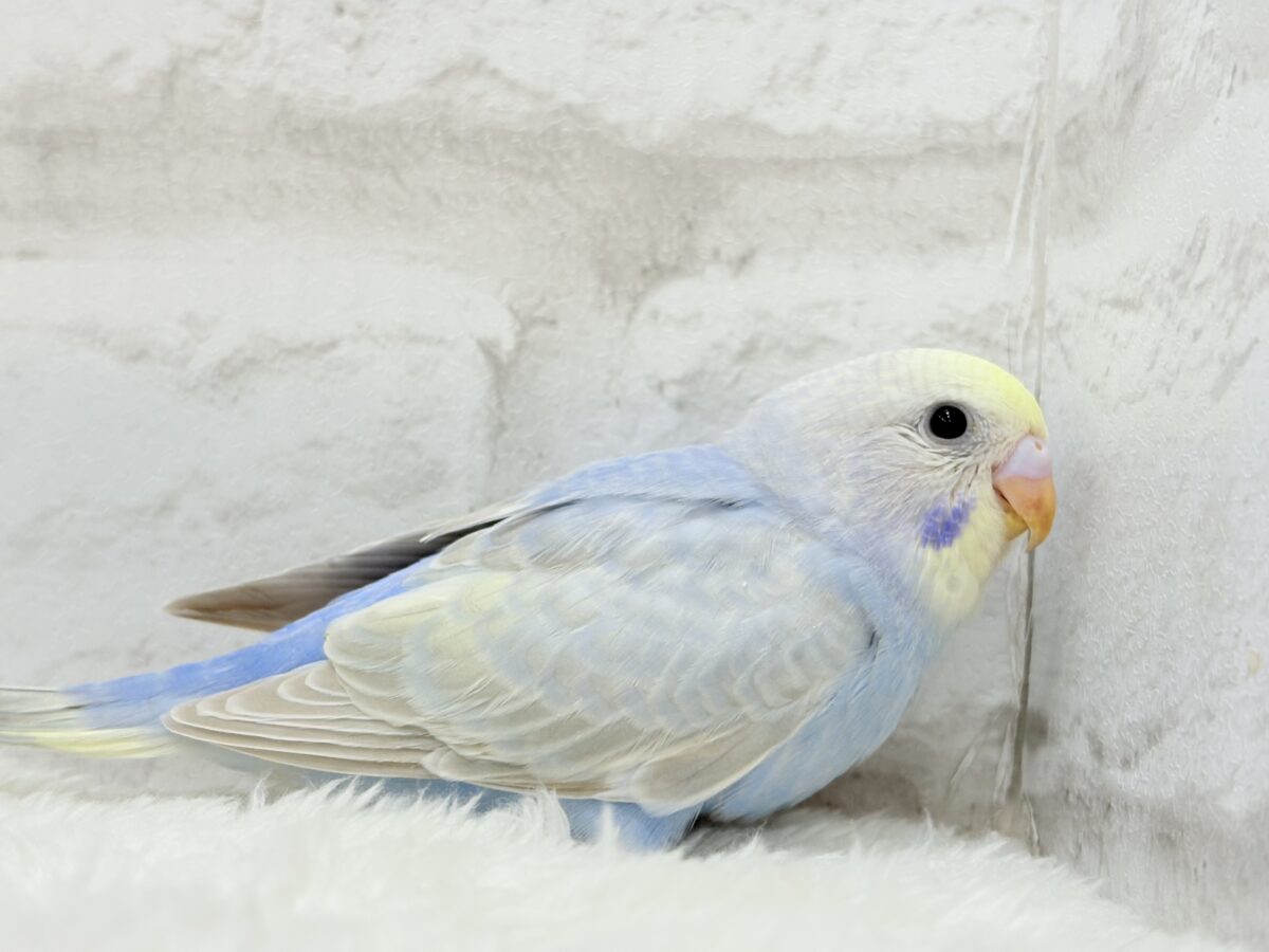 【最新画像更新🪄】透明感たっぷり🫧淡々パステルちゃん🐣🩵セキセイインコ(パステルレインボー) ヒナ セキセイインコ