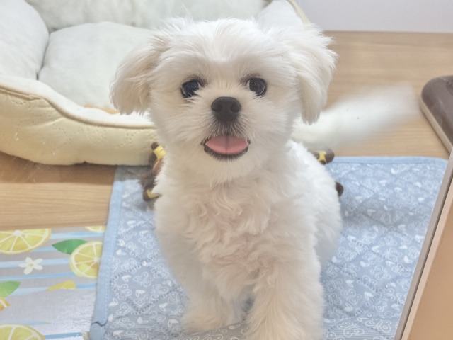 チワペキ（ペキチー、ペキチワ）