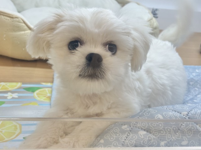 チワペキ（ペキチー、ペキチワ）