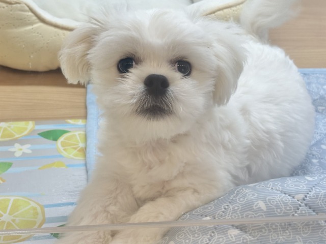 チワペキ（ペキチー、ペキチワ）