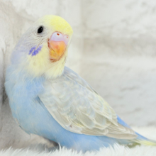 【最新画像更新🪄】透明感たっぷり🫧淡々パステルちゃん🐣🩵セキセイインコ(パステルレインボー) ヒナ