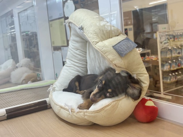 チワックス