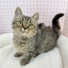 最新📷激甘々！ラムキンちゃん！