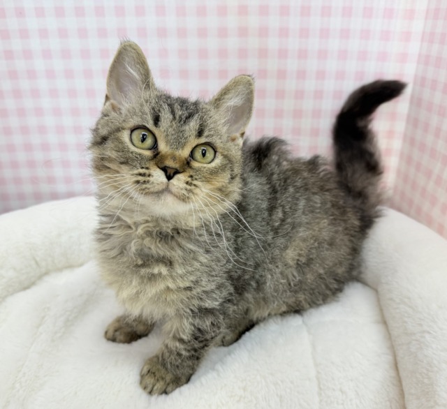 最新📷激甘々！ラムキンちゃん！