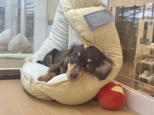 チワックス