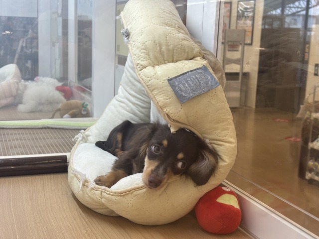 チワックス