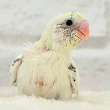 【最新画像更新🪄】ふんわり優しいクリームちゃん🐣🧁💖セキセイインコ(四色ハルクイン) ヒナ
