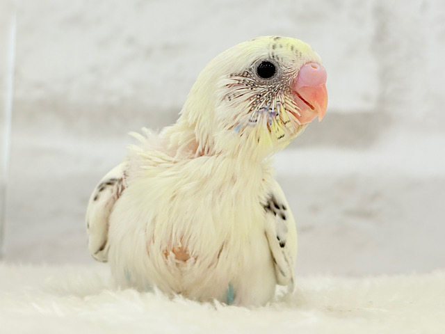 【最新画像更新🪄】ふんわり優しいクリームちゃん🐣🧁💖セキセイインコ(四色ハルクイン) ヒナ