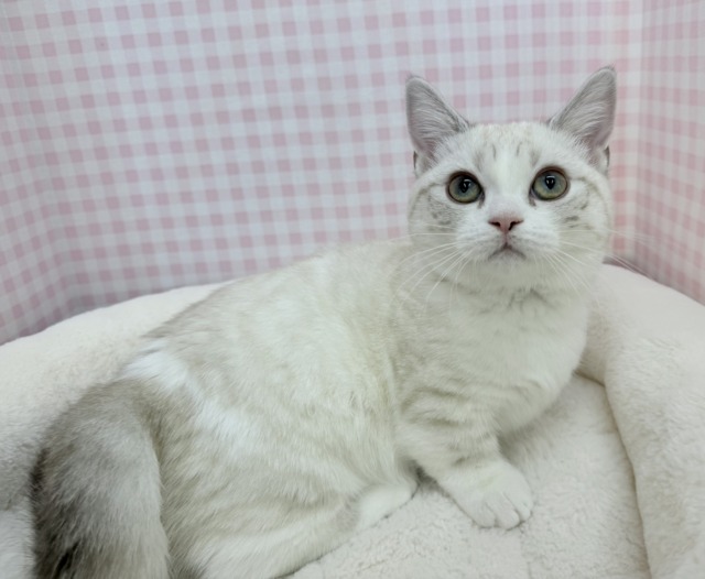 最新📷真っ白で短足なマンチカンちゃん！