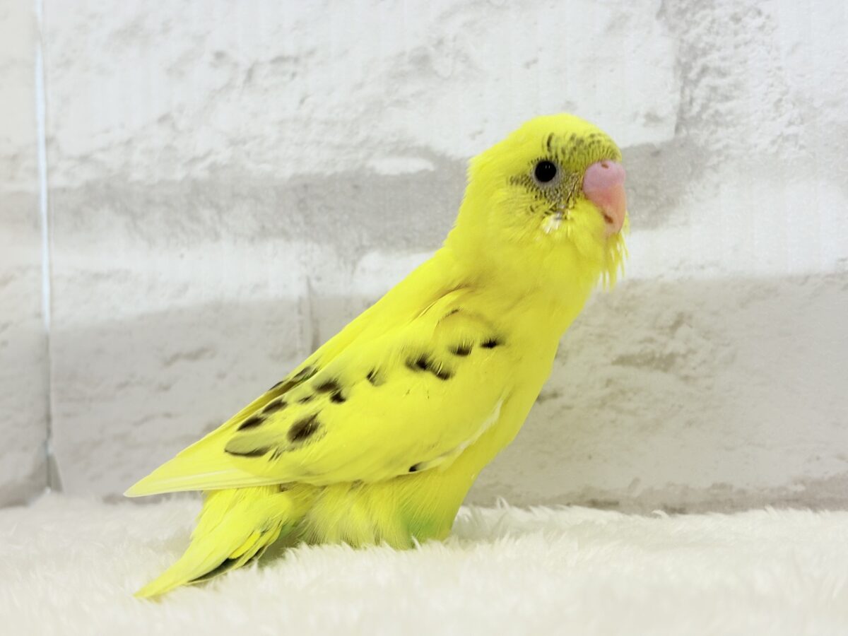 セキセイインコ