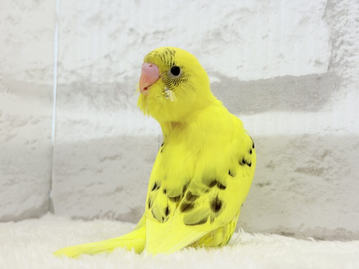 セキセイインコ