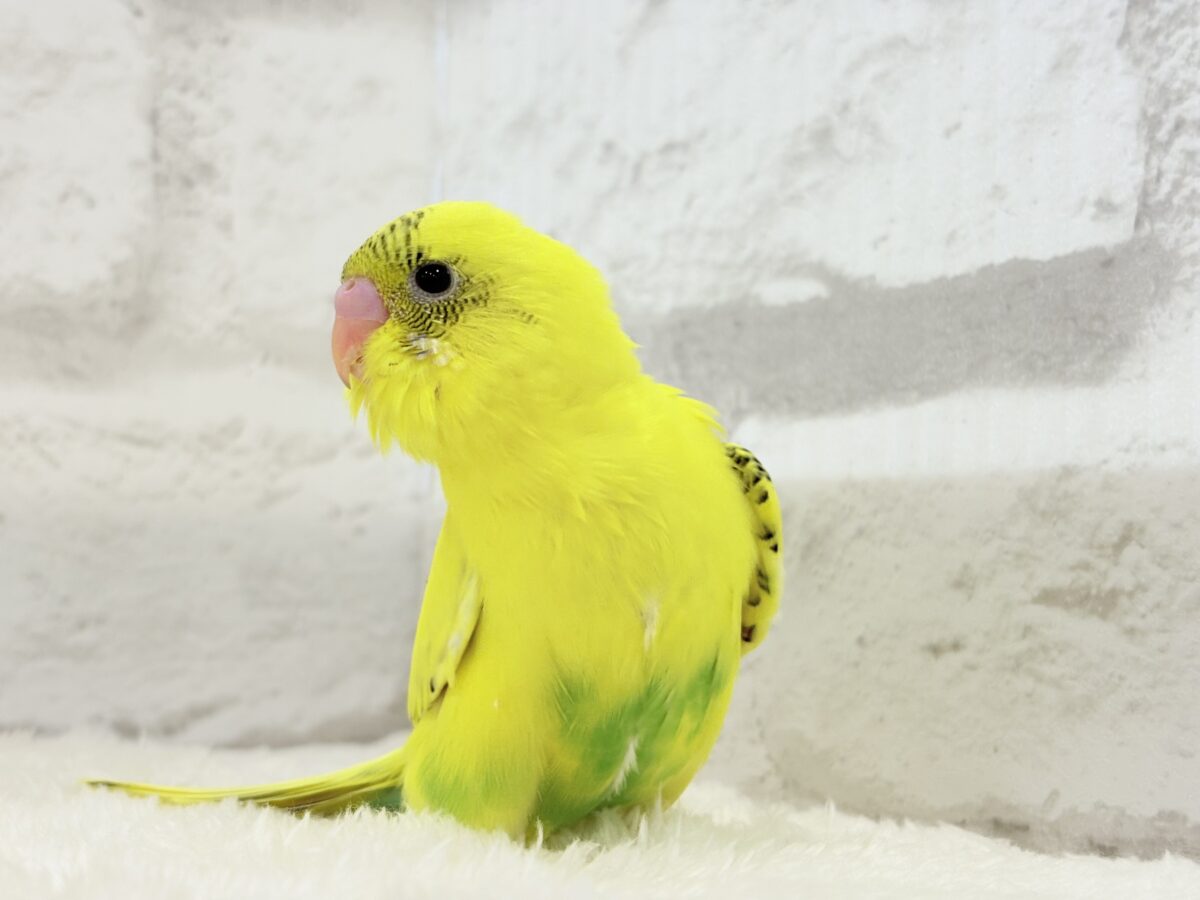 セキセイインコ