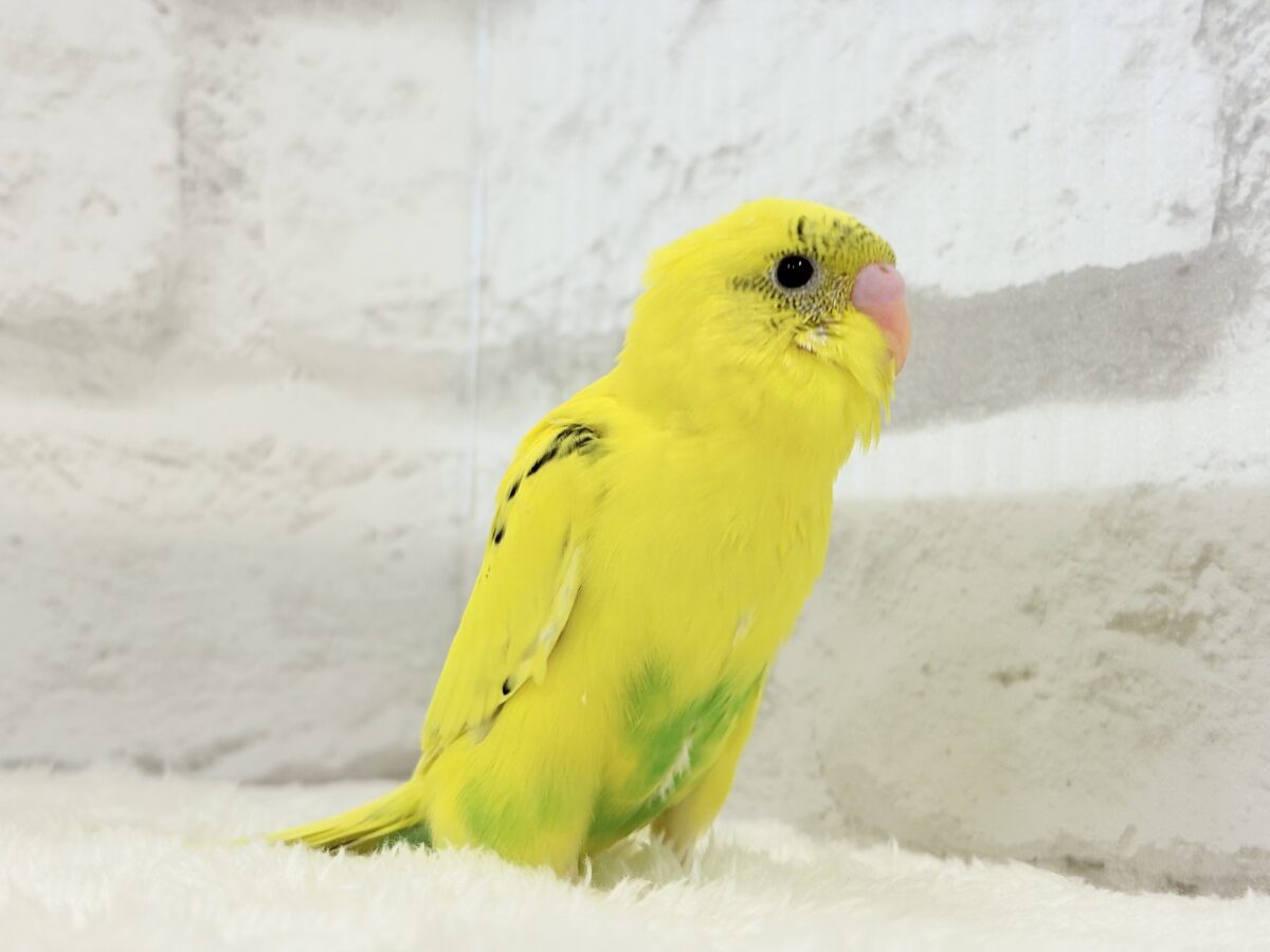 セキセイインコ