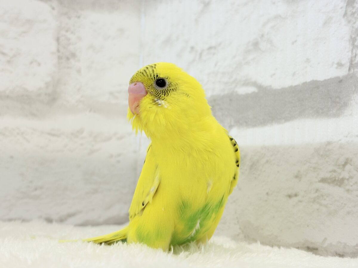 セキセイインコ