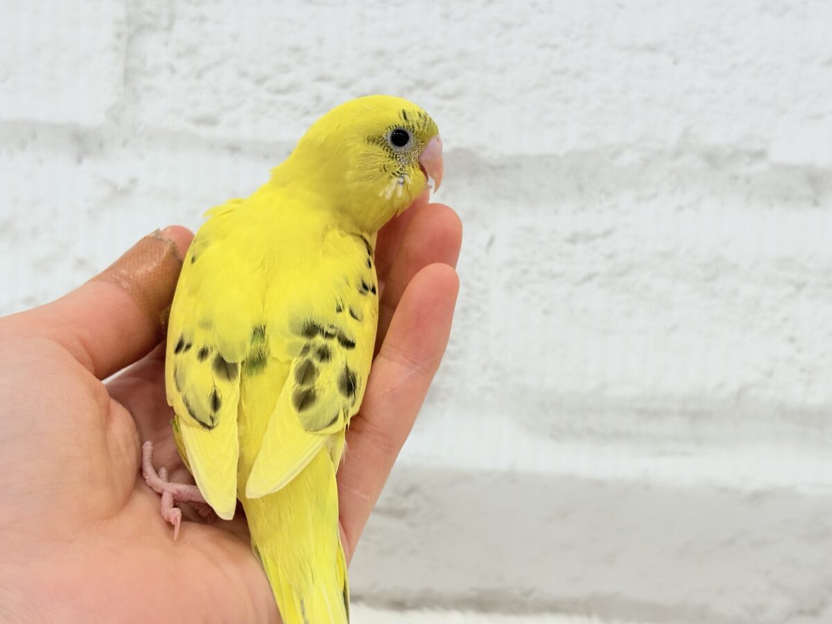 セキセイインコ