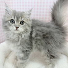 最新📷あどけないサイベリアンちゃん☺️