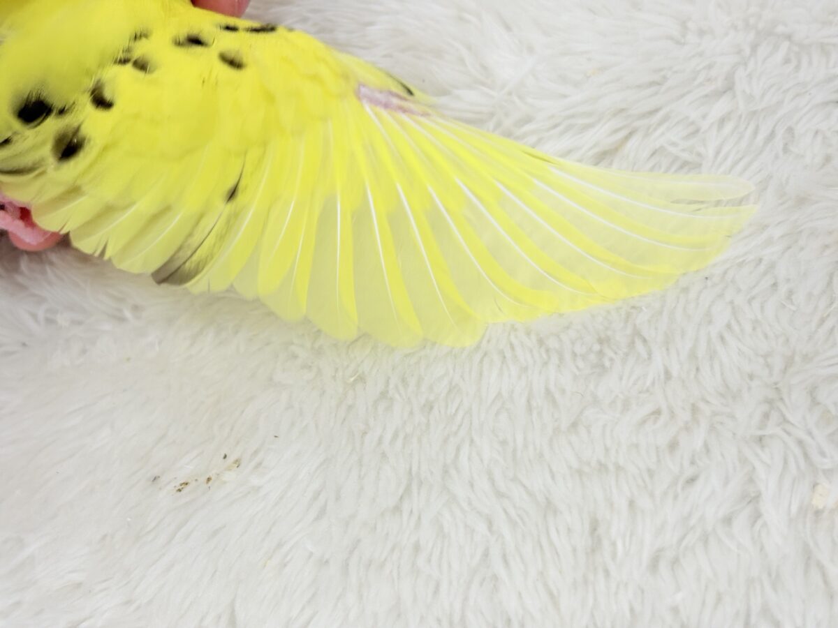 セキセイインコ