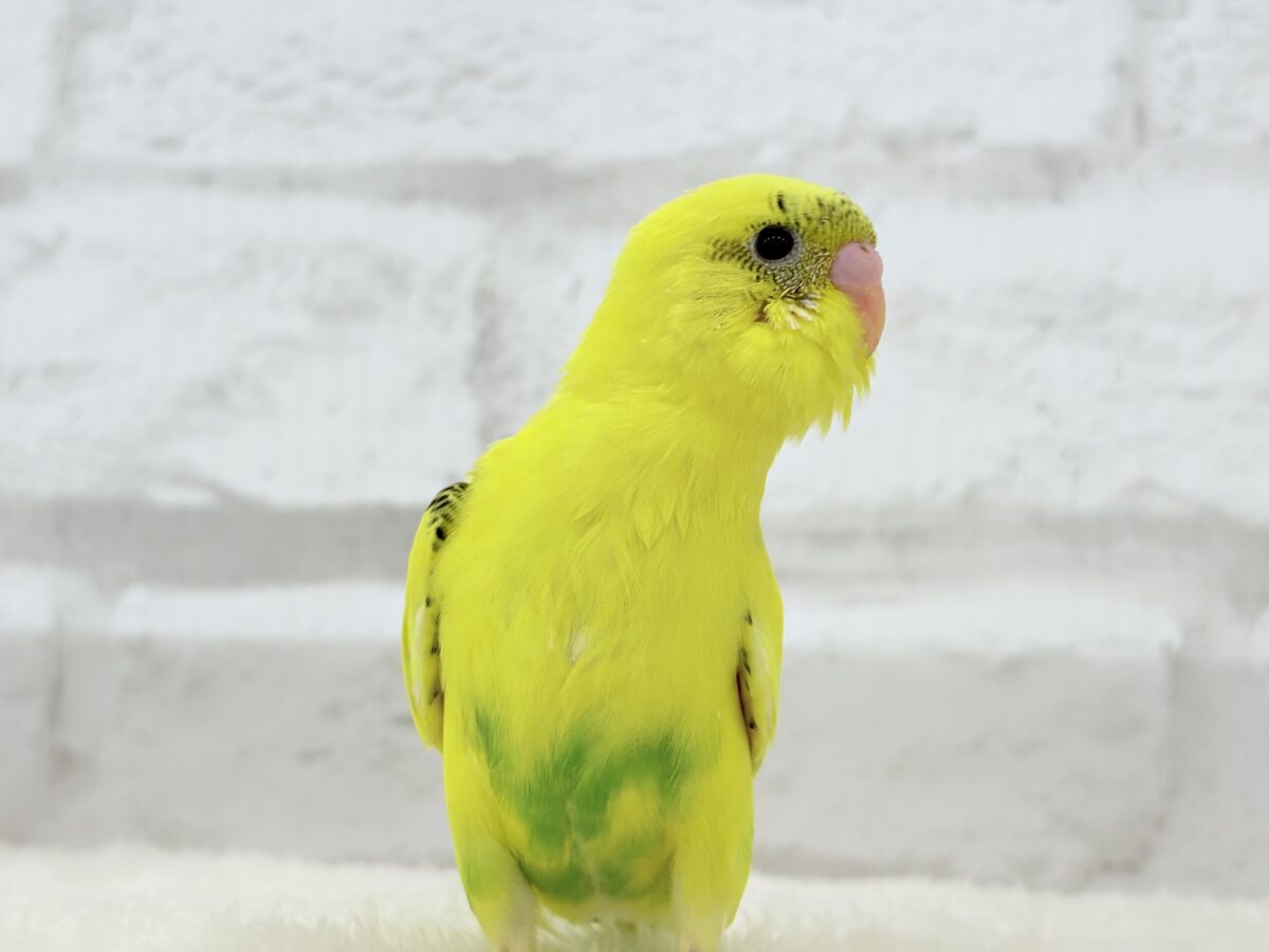 セキセイインコ