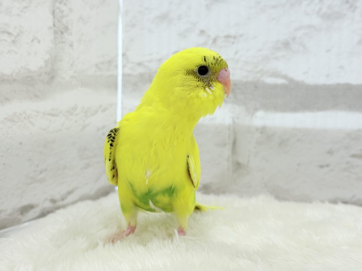 セキセイインコ