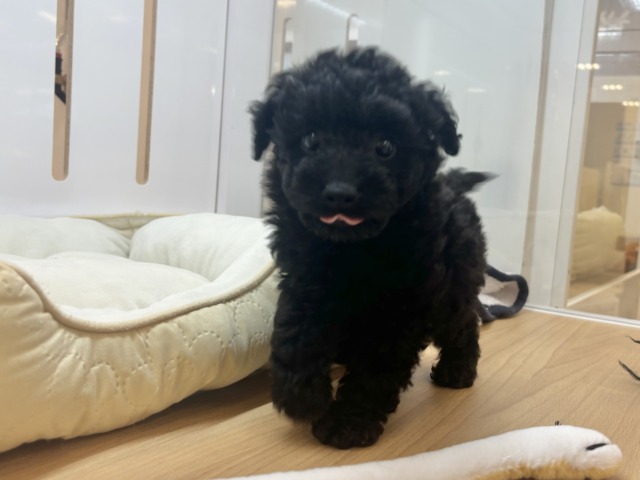 トイプードル