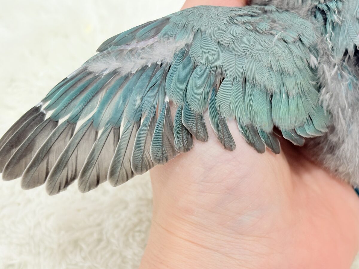 コザクラインコ（小桜インコ）