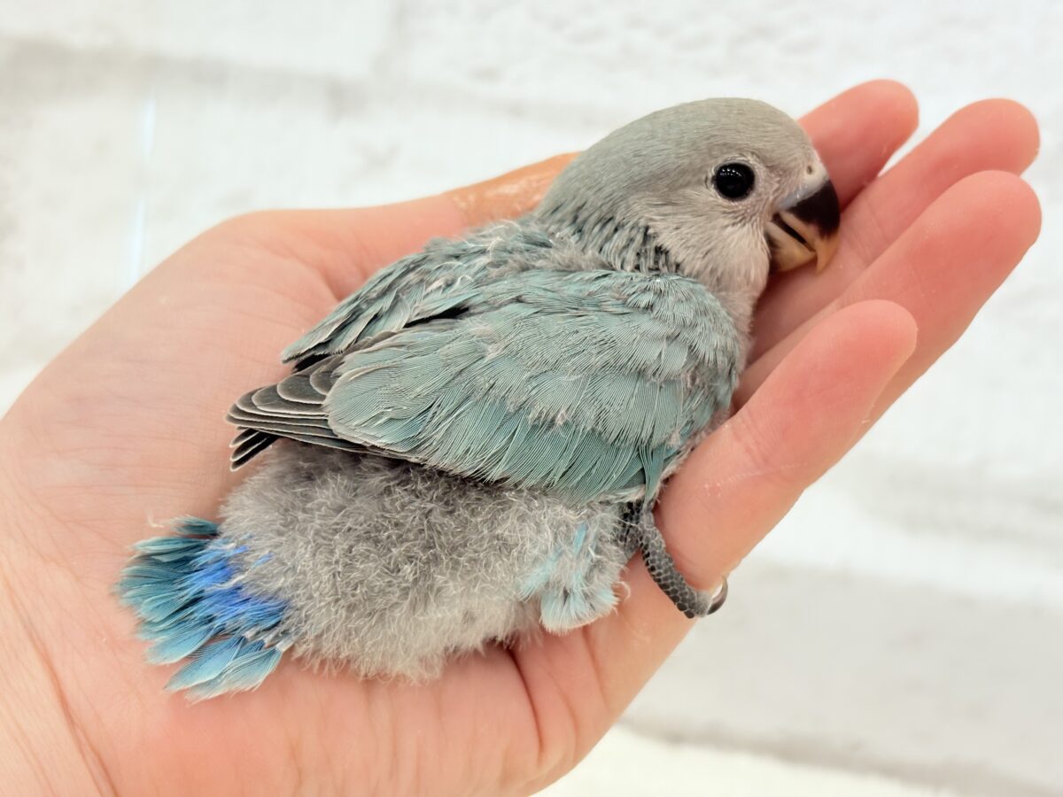 コザクラインコ（小桜インコ）