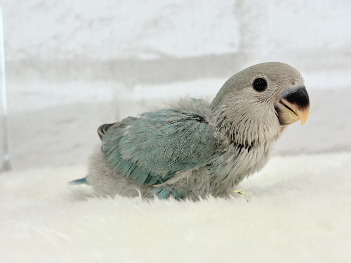 コザクラインコ（小桜インコ）