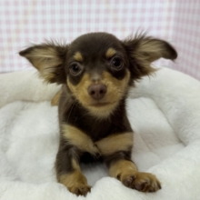 最新📷可愛すぎる！！チワックスの女の子来ましたー💖