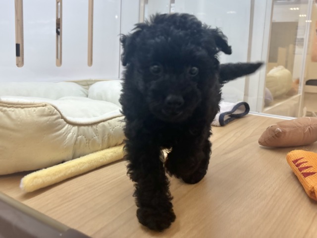 トイプードル