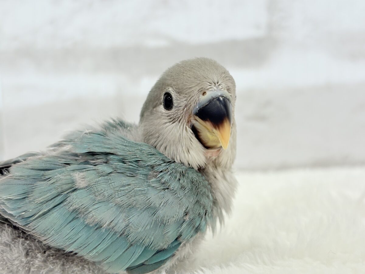 コザクラインコ（小桜インコ）