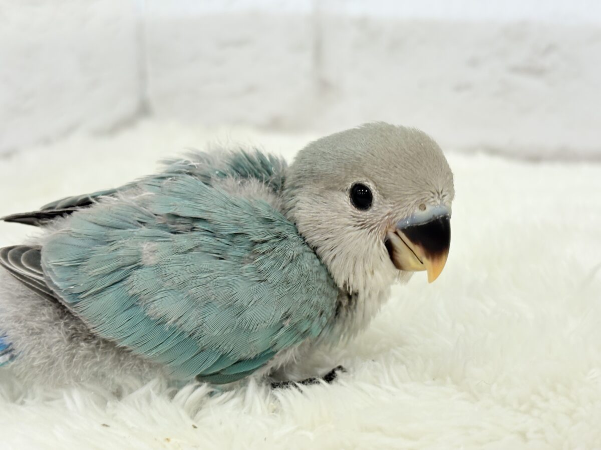 コザクラインコ（小桜インコ）