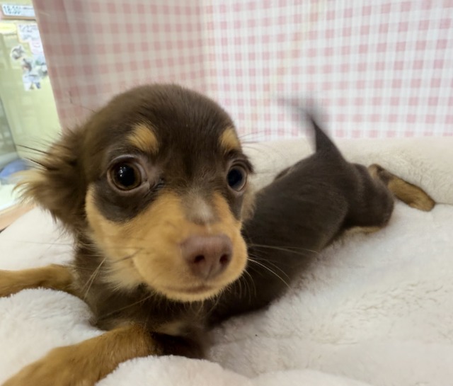 チワックス