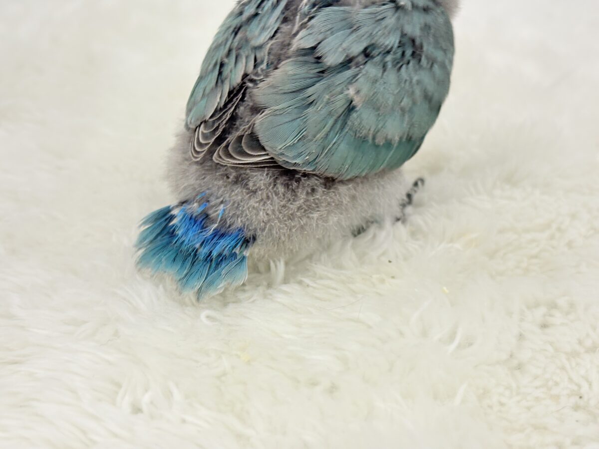 コザクラインコ（小桜インコ）