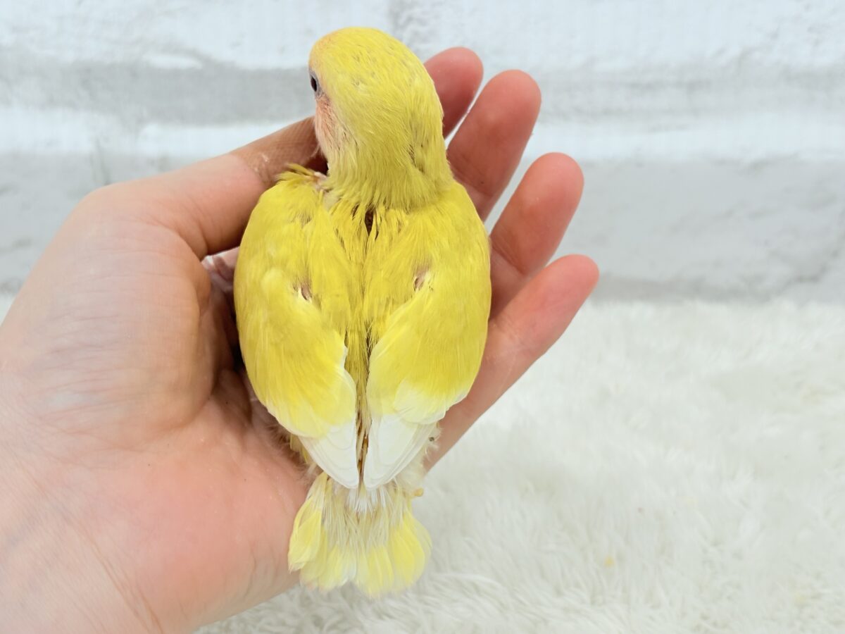 コザクラインコ（小桜インコ）