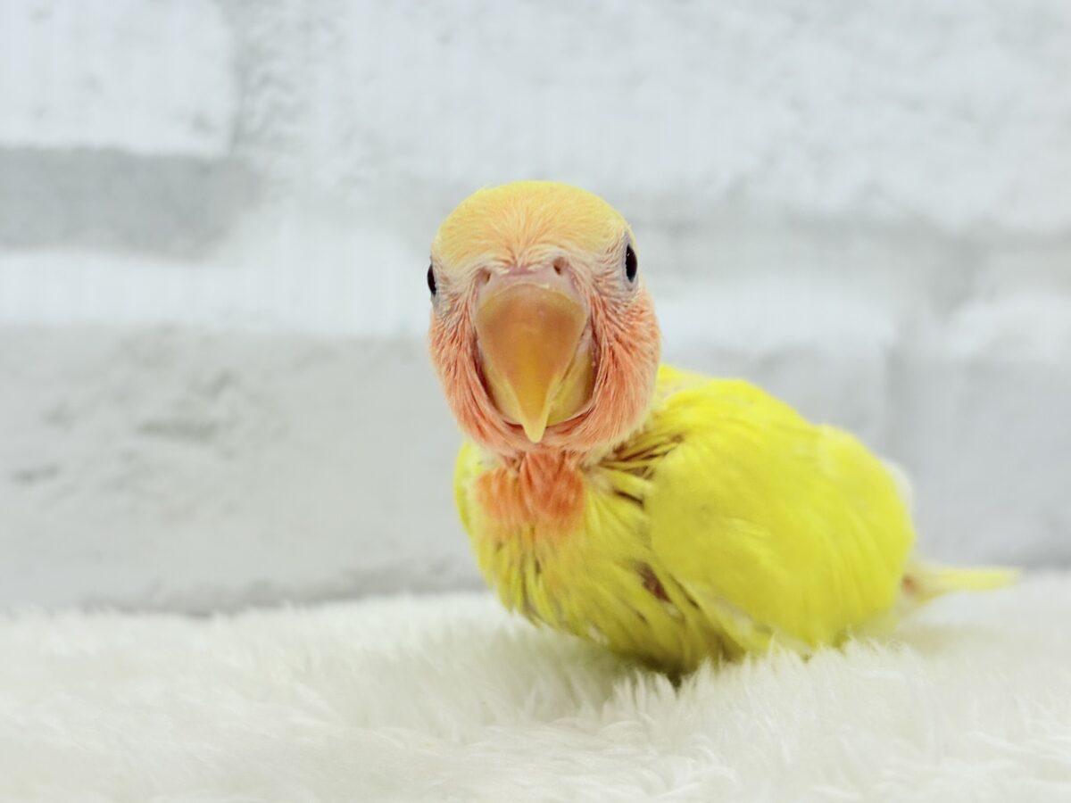 コザクラインコ（小桜インコ）