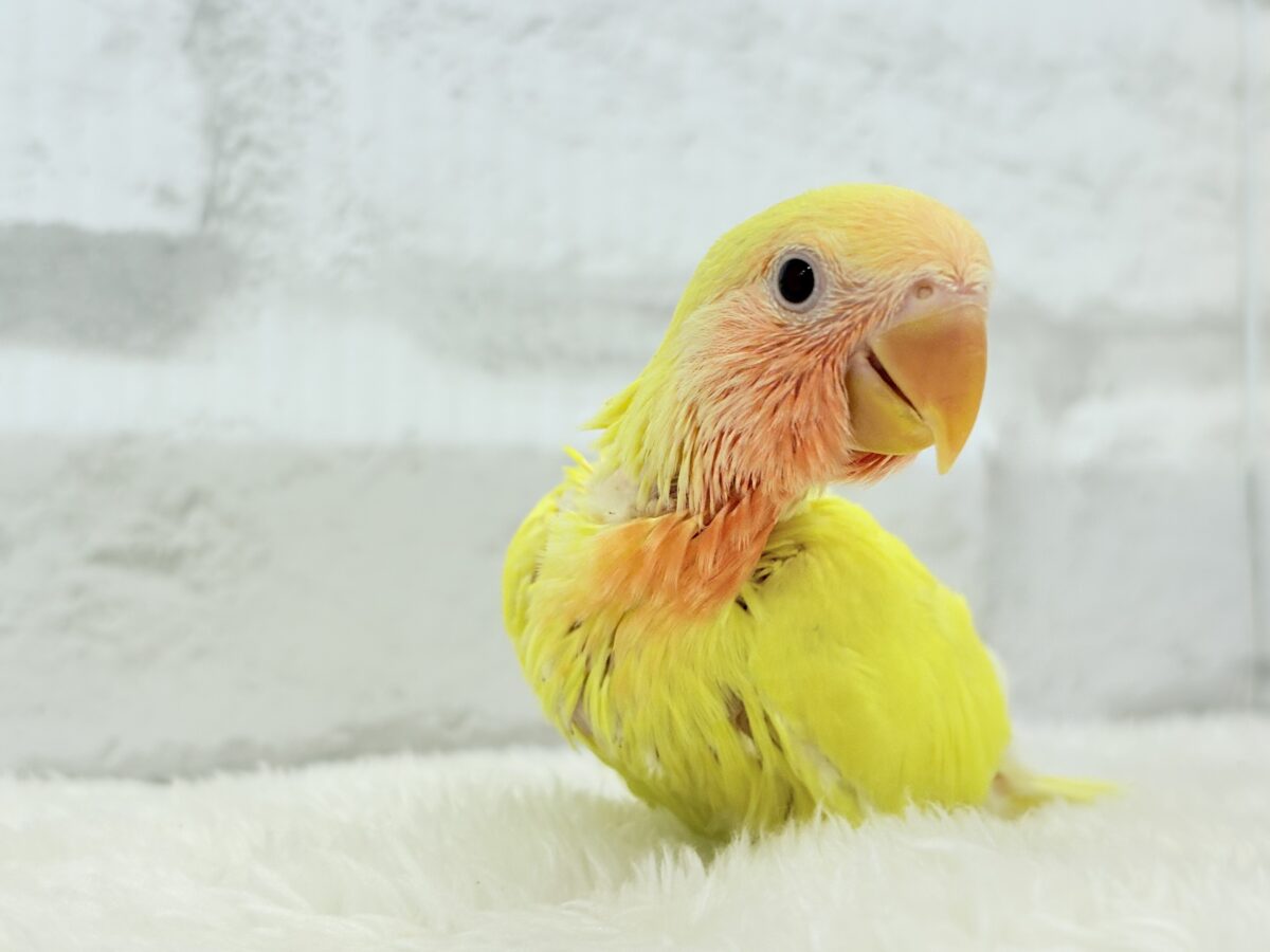 コザクラインコ（小桜インコ）