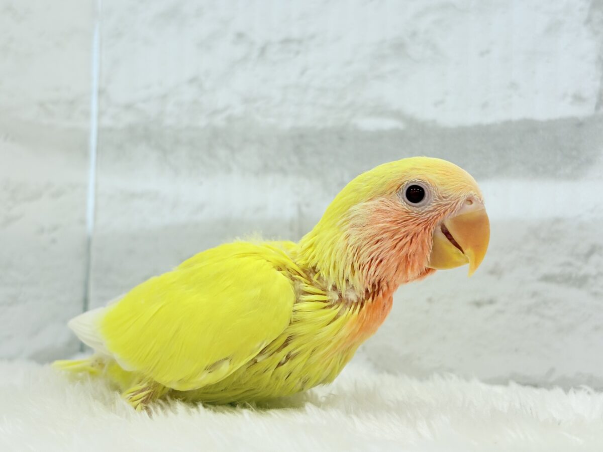 コザクラインコ（小桜インコ）