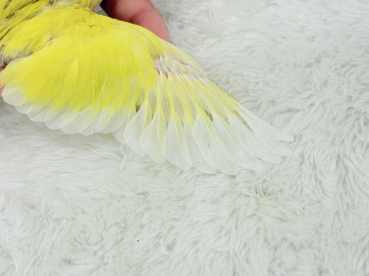 コザクラインコ（小桜インコ）