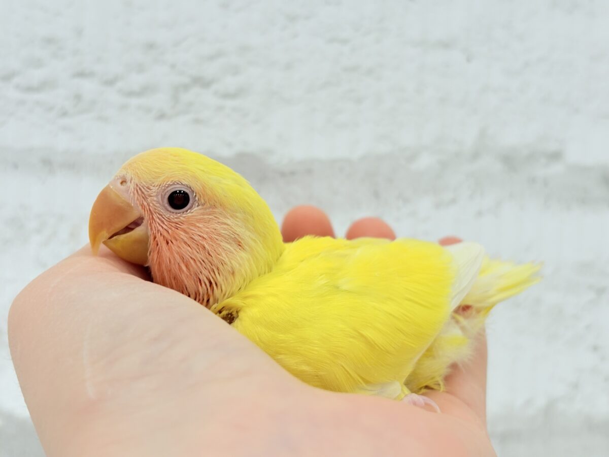 コザクラインコ（小桜インコ）