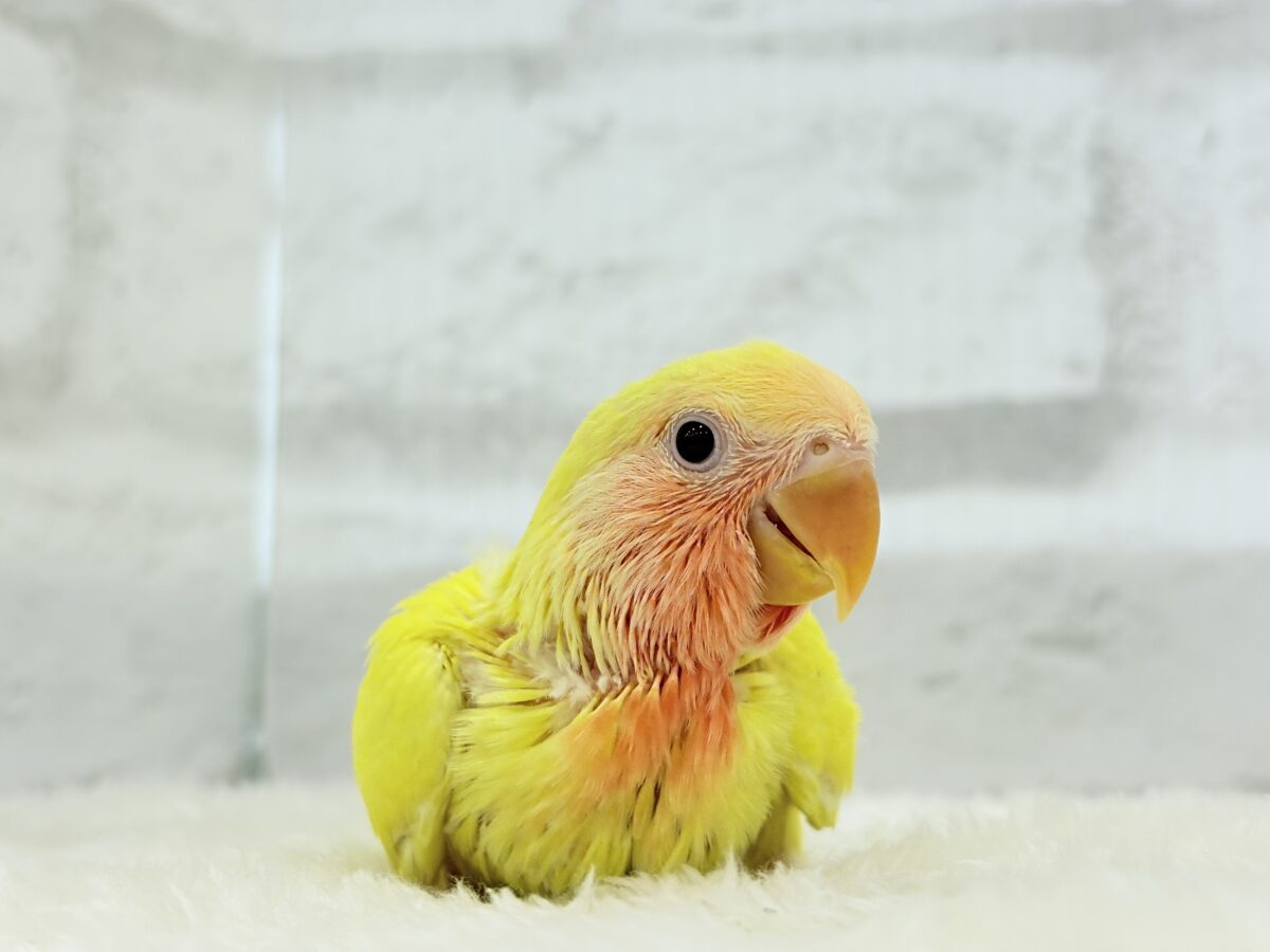 コザクラインコ（小桜インコ）