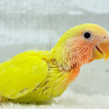 【最新画像更新🪄】サンサン輝く太陽さん🐣☀️コザクラインコ(ルチノー) ヒナ