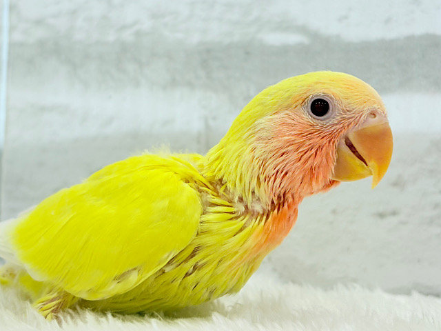 【最新画像更新🪄】サンサン輝く太陽さん🐣☀️コザクラインコ(ルチノー) ヒナ