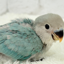 【最新画像更新🪄】わた毛卒業まで見守っててね♡コザクラインコ(ブルーチェリー) ヒナ