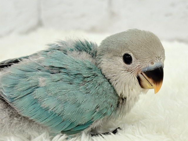 【最新画像更新🪄】わた毛卒業まで見守っててね♡コザクラインコ(ブルーチェリー) ヒナ