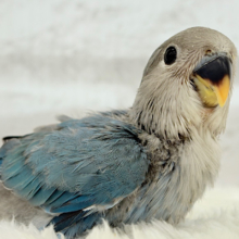 【最新画像更新🪄】ふわほわわた毛の妖精さん🧚‍♀️🫧コザクラインコ(ブルー) ヒナ